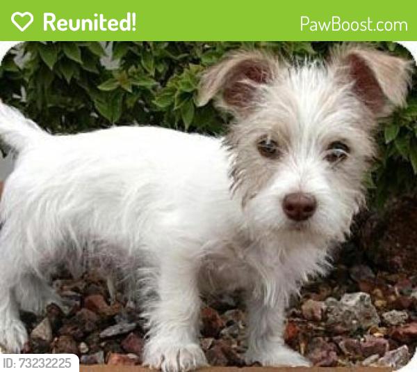 Reunited Male Dog last seen La Cienega and 18th, Los Angeles, CA 90035