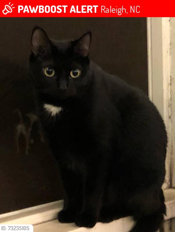 Lost Female Cat last seen Tanager & Trailwood, Raleigh, NC 27606