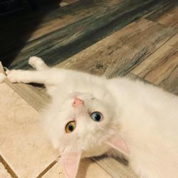 Lost Male Cat last seen Near SC-160, Fort Mill, SC 29708, Fort Mill, SC 29708