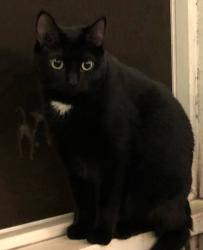 Lost Female Cat last seen Tanager & Trailwood, Raleigh, NC 27606