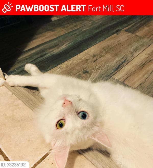 Lost Male Cat last seen Near SC-160, Fort Mill, SC 29708, Fort Mill, SC 29708