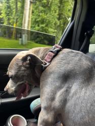 Reunited Female Dog last seen Deerchase subdivision, apple valley rd, Woodstock, GA 30188