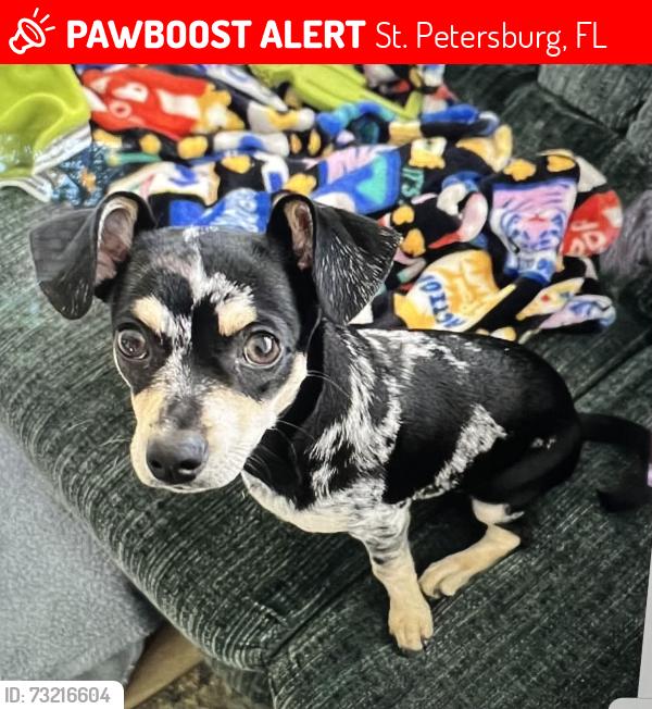 Lost Male Dog last seen 4th St N & 86th Ave N, St. Petersburg, FL 33702