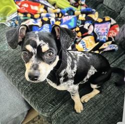 Lost Male Dog last seen 4th St N & 86th Ave N, St. Petersburg, FL 33702