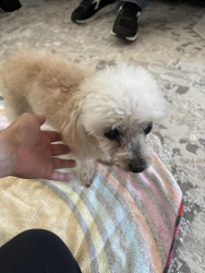 Reunited Female Dog last seen Royce City, Royse City, TX 75189