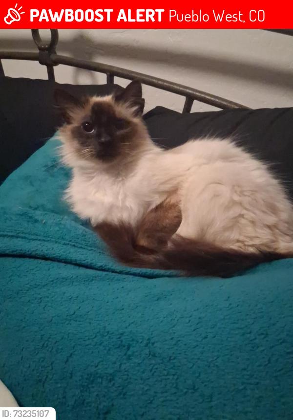Lost Male Cat last seen Katmando Gas Station, Pueblo West, CO 81007