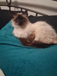 Lost Male Cat last seen Katmando Gas Station, Pueblo West, CO 81007