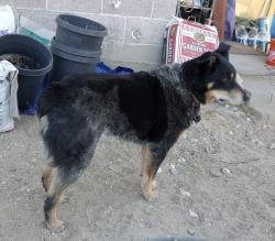 Lost Female Dog last seen Cochise Trail X Joshua Ave, Lucerne Valley, CA 92356