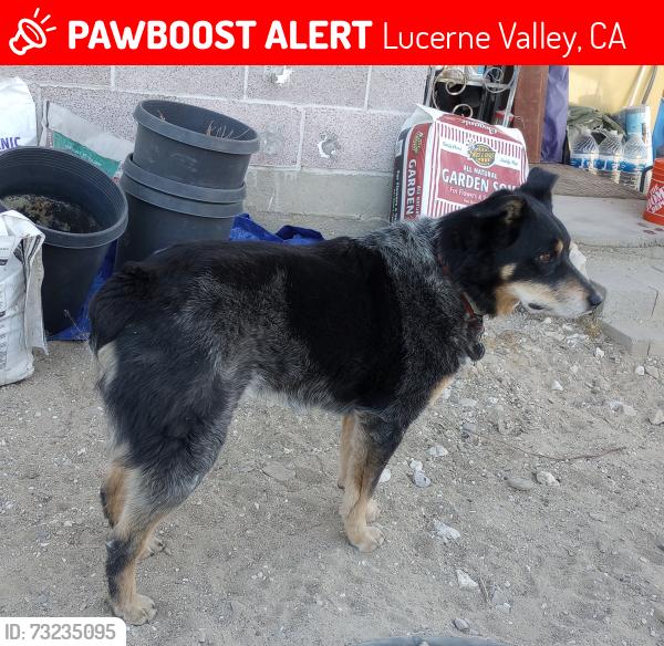 Lost Female Dog last seen Cochise Trail X Joshua Ave, Lucerne Valley, CA 92356