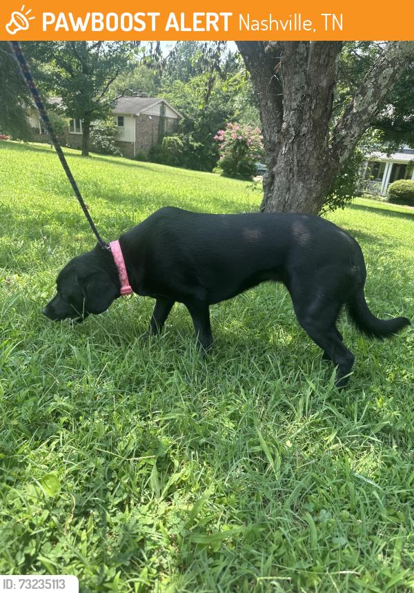 Found/Stray Female Dog last seen OHB & Edmonson, Nashville, TN 37211