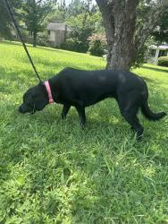 Found/Stray Female Dog last seen OHB & Edmonson, Nashville, TN 37211