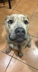 Found/Stray Female Dog last seen Dellwood and Stockton, Jacksonville, FL 32204