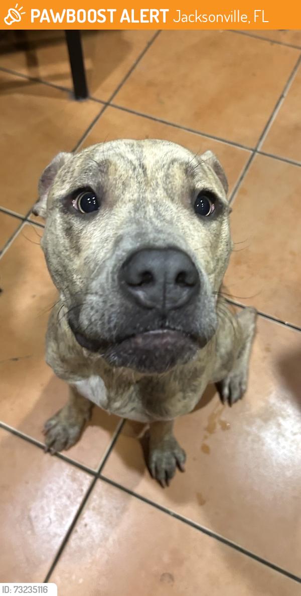 Found/Stray Female Dog last seen Dellwood and Stockton, Jacksonville, FL 32204
