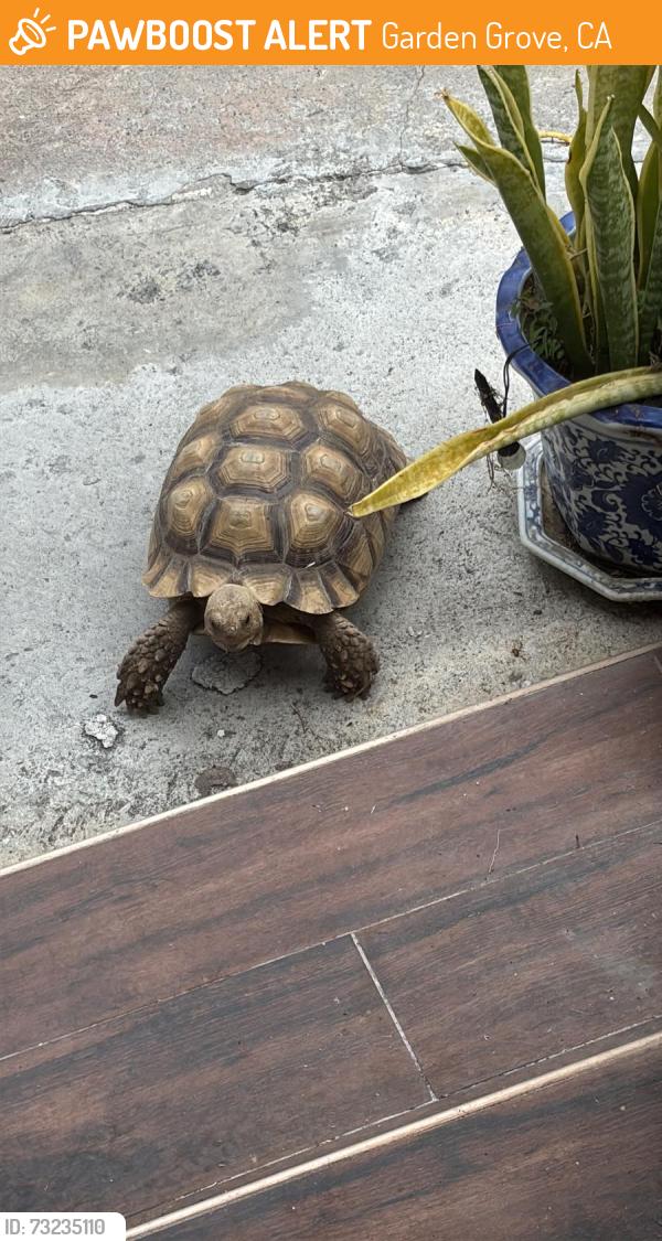 Found/Stray Unknown Reptile last seen On Stanford Avenue next to Harbor Town & Country Plaza, Garden Grove, CA 92840
