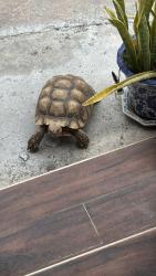 Found/Stray Unknown Reptile last seen On Stanford Avenue next to Harbor Town & Country Plaza, Garden Grove, CA 92840