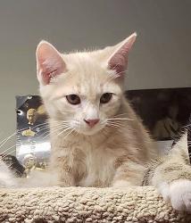 Reunited Male Cat last seen Near st and 136 ave, Edmonton, AB T5E 1V6