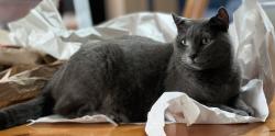 Lost Female Cat last seen NE Starr Creek Drive, Lincoln County, OR 97498