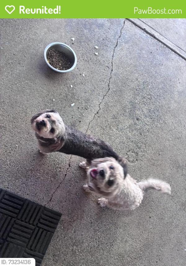 Reunited Male Dog last seen Tobia way, Minnesota Ave, Fair Oaks, CA 95628