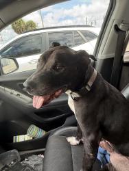 Found/Stray Male Dog last seen ASPCA, Miami, FL 33127