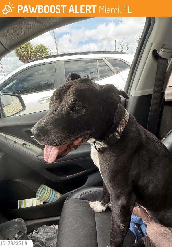 Found/Stray Male Dog last seen ASPCA, Miami, FL 33127