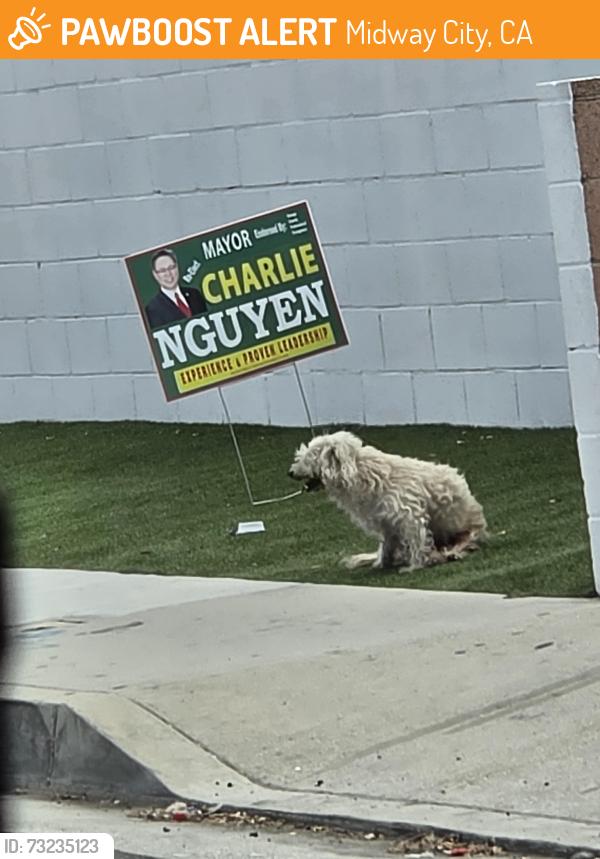 Found/Stray Unknown Dog last seen Near Newland St, Midway City, CA 92655, Midway City, CA 92655