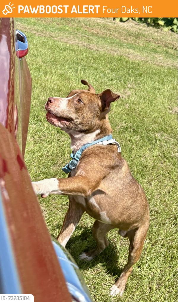 Found/Stray Male Dog last seen Allens Crossroads Road, Four Oaks, NC 27524