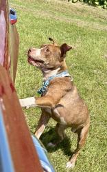 Found/Stray Male Dog last seen Allens Crossroads Road, Four Oaks, NC 27524
