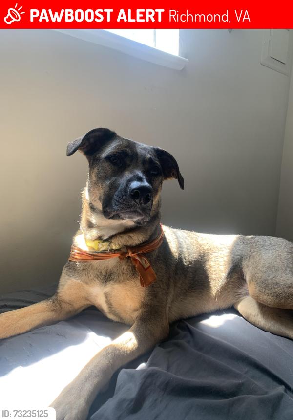 Lost Female Dog last seen Near strathmore road exit off route 1, Richmond, VA 23234
