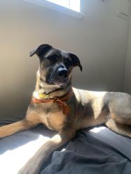 Lost Female Dog last seen Near strathmore road exit off route 1, Richmond, VA 23234