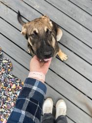 Found/Stray Male Dog last seen Lobelia rd, Moore County, NC 28394