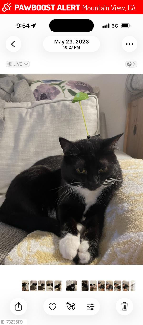 Lost Female Cat last seen Miramonte & Castro Street, Mountain View, CA 94040