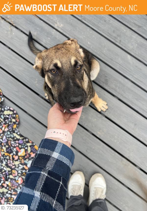 Found/Stray Male Dog last seen Lobelia rd, Moore County, NC 28394