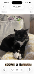 Lost Female Cat last seen Miramonte & Castro Street, Mountain View, CA 94040