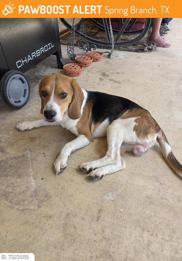 Found/Stray Male Dog last seen Rebecca Creek Rd, Contour Dr, Spring Branch, TX 78070