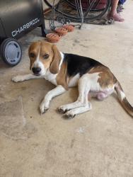 Found/Stray Male Dog last seen Rebecca Creek Rd, Contour Dr, Spring Branch, TX 78070