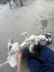 Lost Male Dog last seen Fiesta Mart, Houston, TX 77028