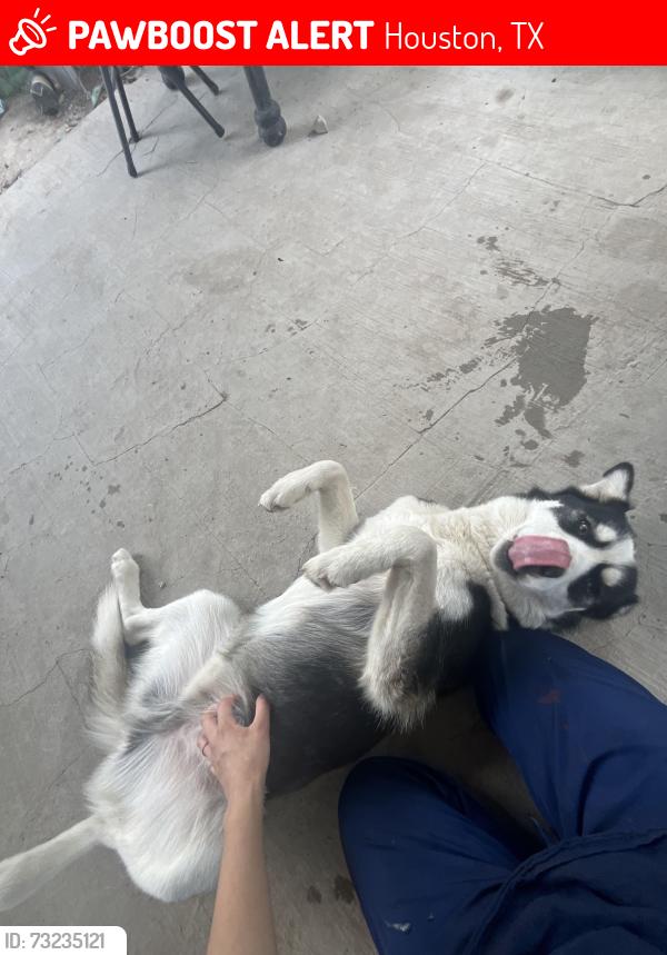 Lost Male Dog last seen Fiesta Mart, Houston, TX 77028