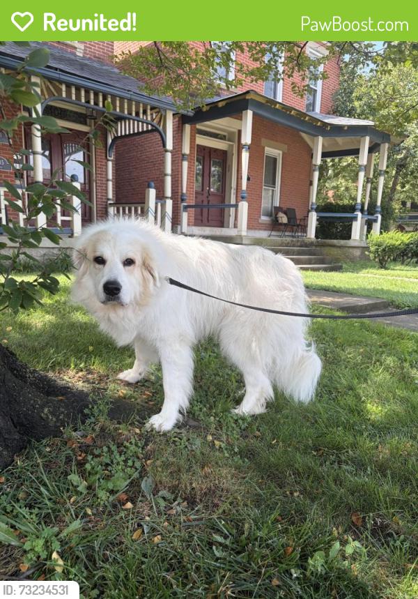 Reunited Female Dog last seen Found on hunter and 6th, Columbus, OH 43201