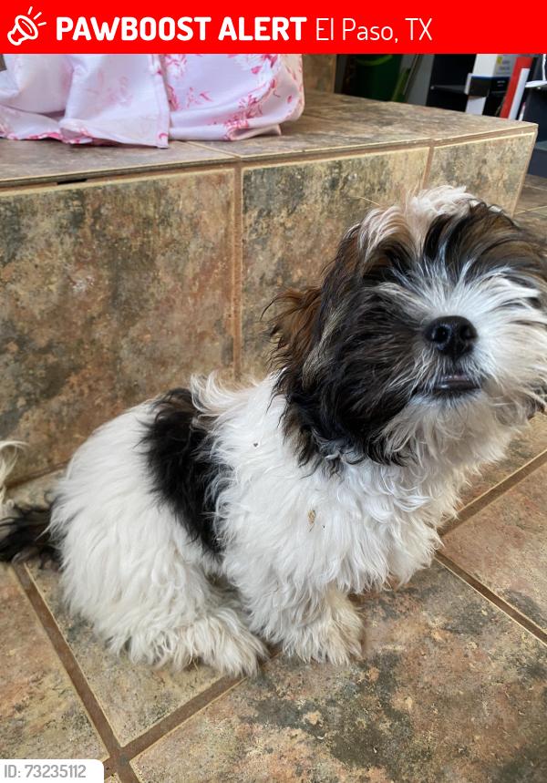 Lost Male Dog last seen Near Pershing dr, El Paso, TX 79903