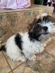 Lost Male Dog last seen Near Pershing dr, El Paso, TX 79903