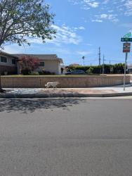 Lost Unknown Dog last seen 180th, Torrance, CA 90504
