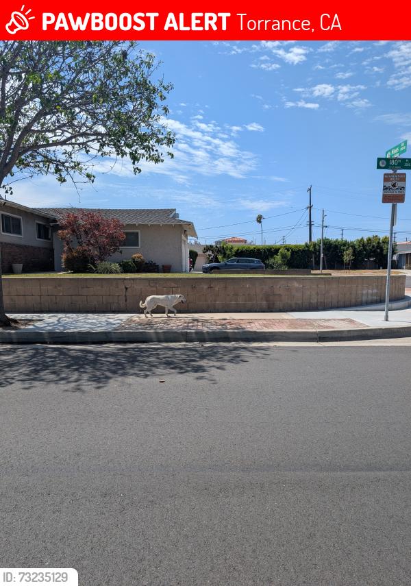 Lost Unknown Dog last seen 180th, Torrance, CA 90504
