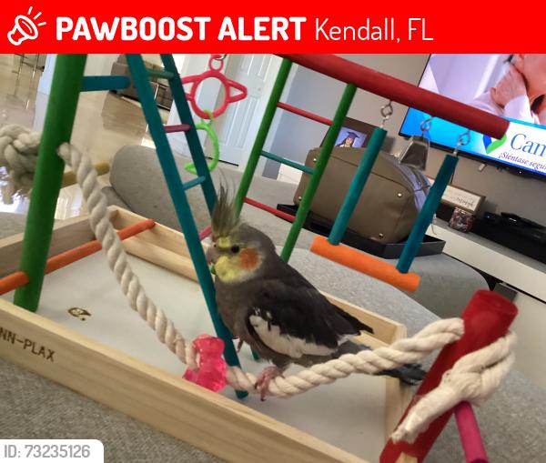Lost Male Bird last seen Lost by crybaby ice cream in Kendall., Kendall, FL 33176