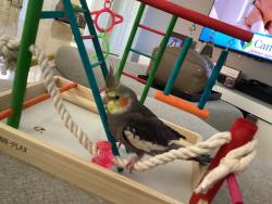 Lost Male Bird last seen Lost by crybaby ice cream in Kendall., Kendall, FL 33176