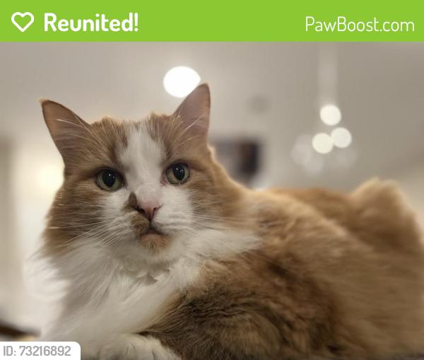 Reunited Female Cat last seen Pondside Lane, Yulee, FL 32097