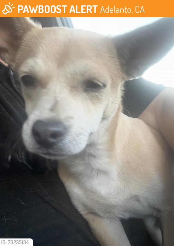 Found/Stray Male Dog last seen Near Air Expressway, Adelanto, CA 92301