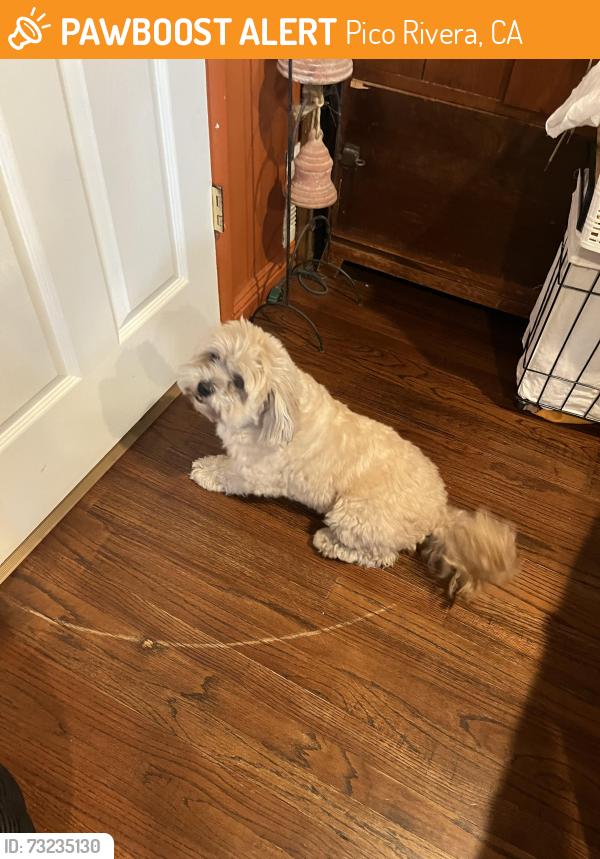 Found/Stray Male Dog last seen Telegraph & Trus, Pico Rivera, CA 90670