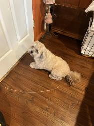 Found/Stray Male Dog last seen Telegraph & Trus, Pico Rivera, CA 90670