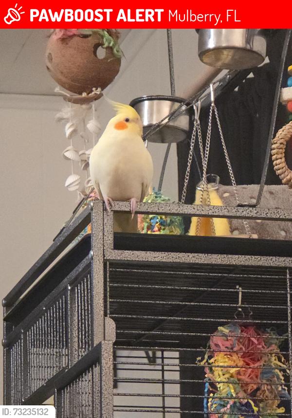 Lost Unknown Bird last seen Johnson/Bailey road and state road 60, Mulberry, FL 33860