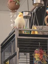 Lost Unknown Bird last seen Johnson/Bailey road and state road 60, Mulberry, FL 33860